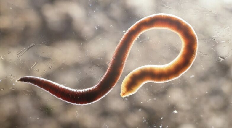 parazit črv iz človeškega telesa