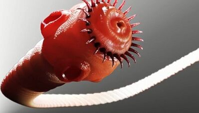 Vrste parazitov v človeškem telesu