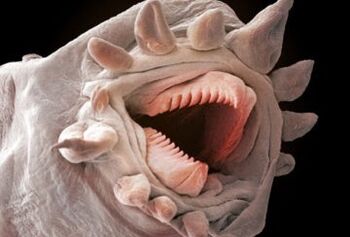 kateri črvi lahko živijo v človeškem telesu