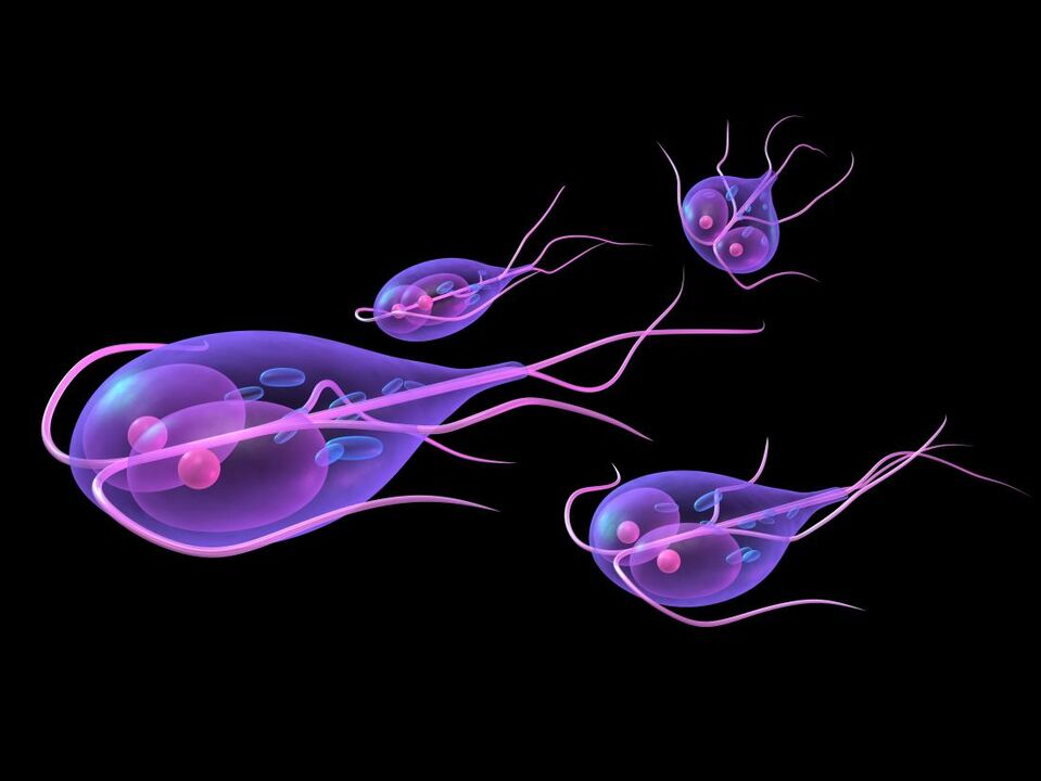 Giardia iz človeškega telesa